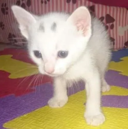 Gato ra a nao defi idade Abaixo de 2 meses nome Didi e Nina