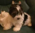 kelly