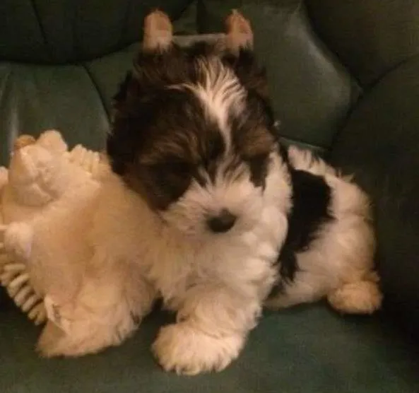 Cachorro ra a Shitzu idade  nome kelly