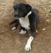 Cachorro raça Virá lata idade 2 anos nome Neguinha