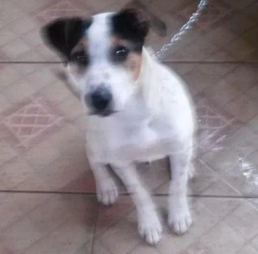 Cachorro ra a fox paulistinha idade 7 a 11 meses nome Guerreiro