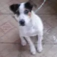Guerreiro