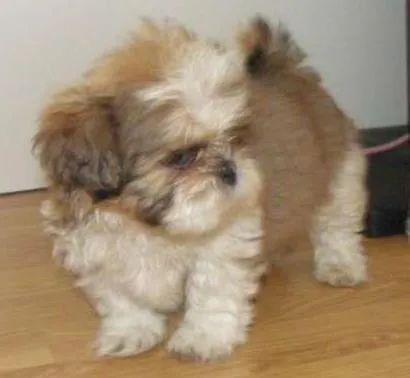 Cachorro ra a shis tzu idade Abaixo de 2 meses nome ricky