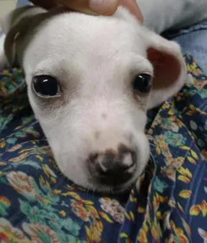 Cachorro raça Não sei idade 2 a 6 meses nome Ári