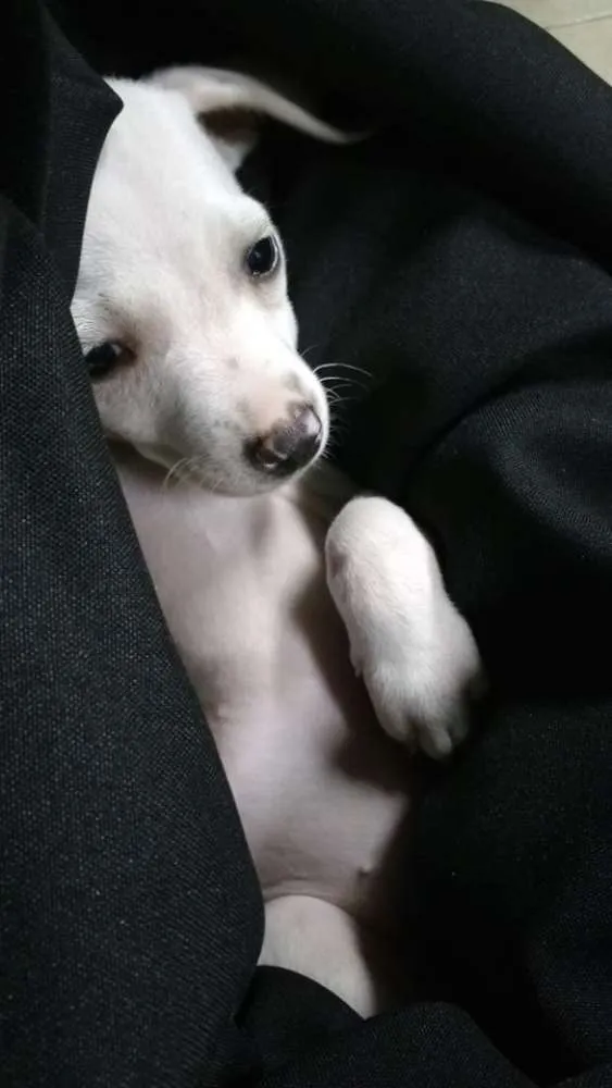 Cachorro ra a Não sei idade 2 a 6 meses nome Ári