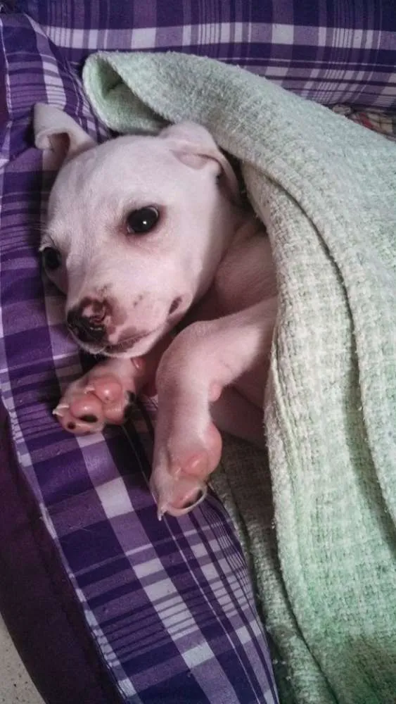 Cachorro ra a Não sei idade 2 a 6 meses nome Ári