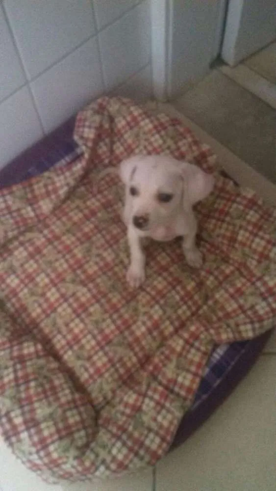 Cachorro ra a Não sei idade 2 a 6 meses nome Ári