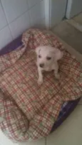 Ári