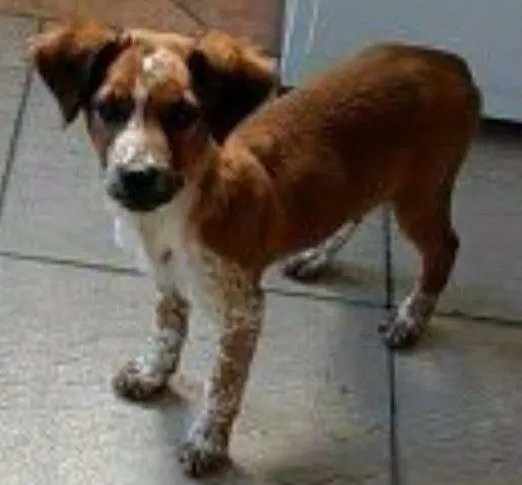Cachorro ra a Vira lata idade 7 a 11 meses nome Marceline