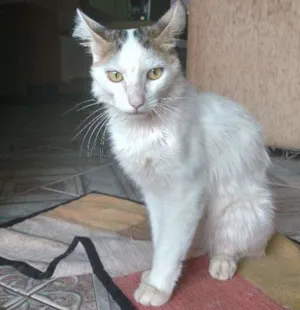 Gato raça Sem raça definida idade 1 ano nome Richard Parker