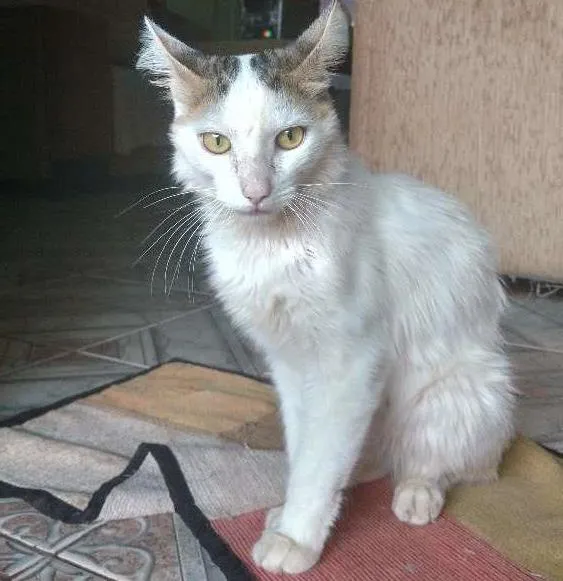 Gato ra a Sem raça definida idade 1 ano nome Richard Parker