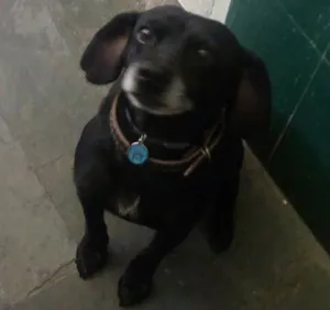 Cachorro raça vira lata idade 2 anos nome mussum