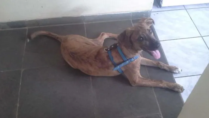 Cachorro ra a Vira Lata idade 2 a 6 meses nome Dog