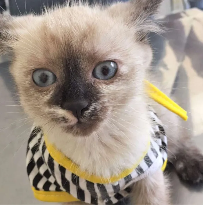 Gato ra a Siamês idade Abaixo de 2 meses nome MISSI