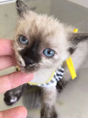 Gato raça Siamês idade Abaixo de 2 meses nome MISSI