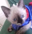 MISSI