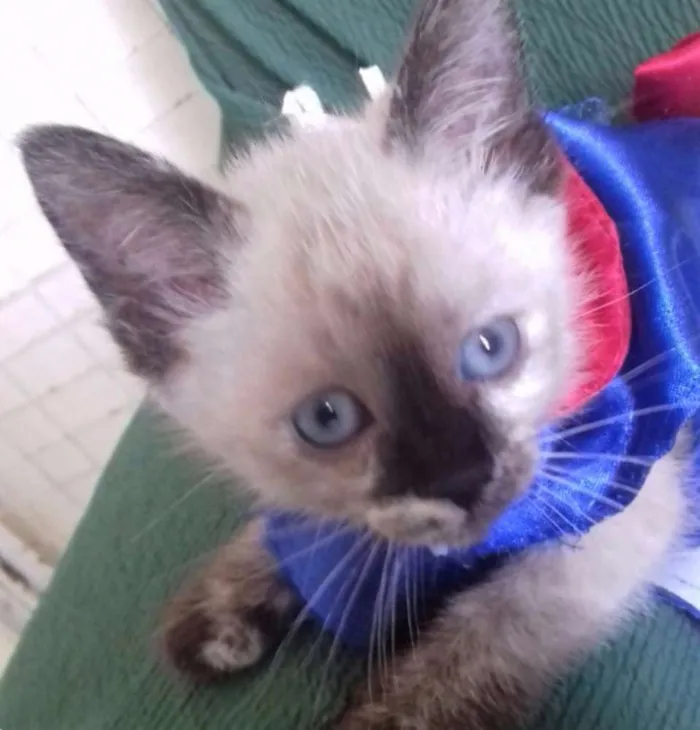 Gato ra a Siamês idade Abaixo de 2 meses nome MISSI