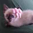 MISSI