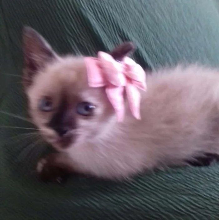 Gato ra a Siamês idade Abaixo de 2 meses nome MISSI