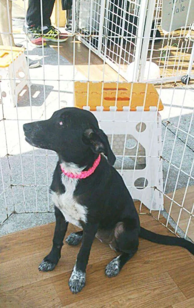 Cachorro ra a SRD idade 2 a 6 meses nome ALEGRINHA