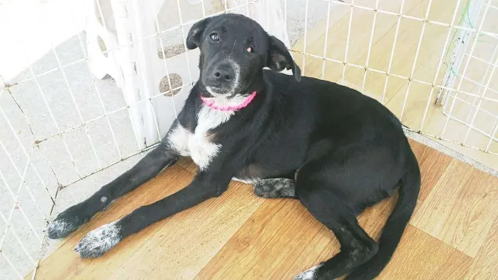 Cachorro ra a SRD idade 2 a 6 meses nome ALEGRINHA