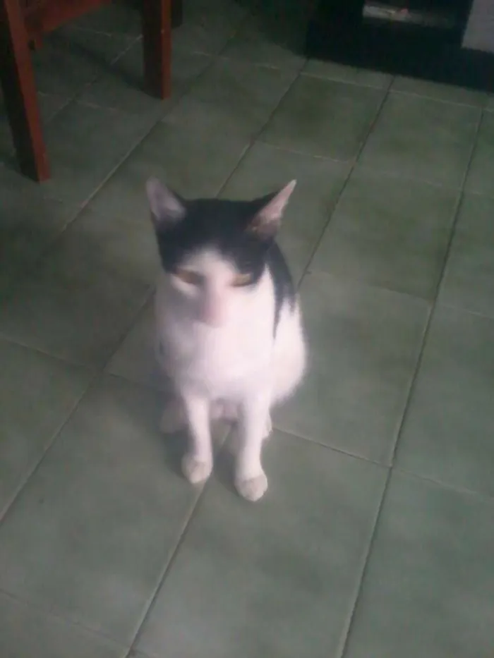 Gato ra a mestiça idade 2 anos nome Nicolau