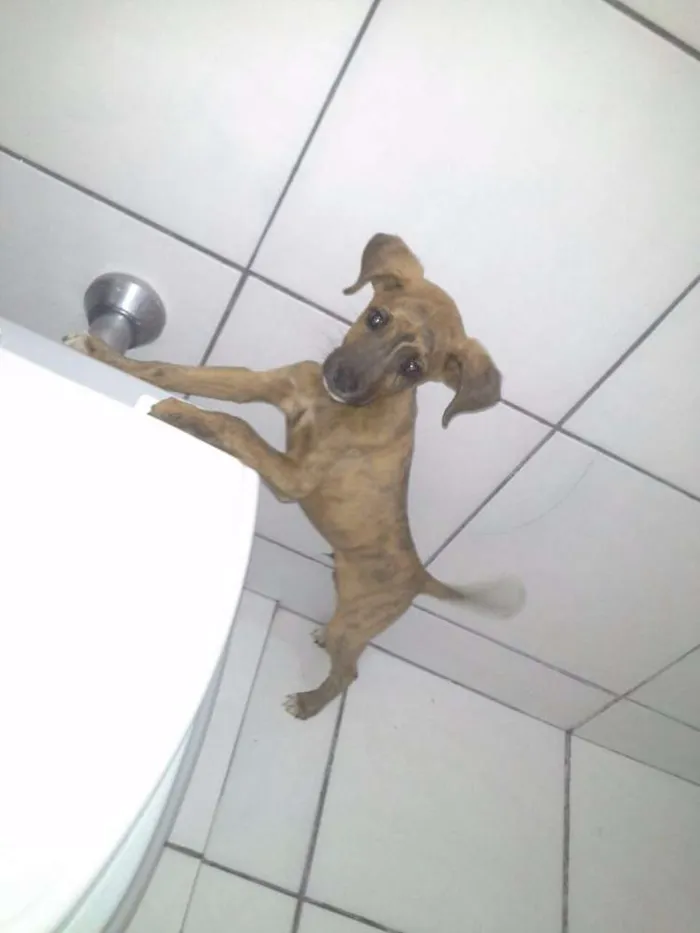 Cachorro ra a Vira Lata idade 2 a 6 meses nome Dog