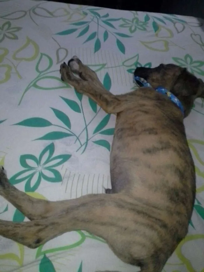 Cachorro ra a Vira Lata idade 2 a 6 meses nome Dog
