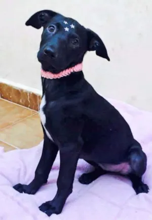 Cachorro raça SRD idade 2 a 6 meses nome SAFIRA