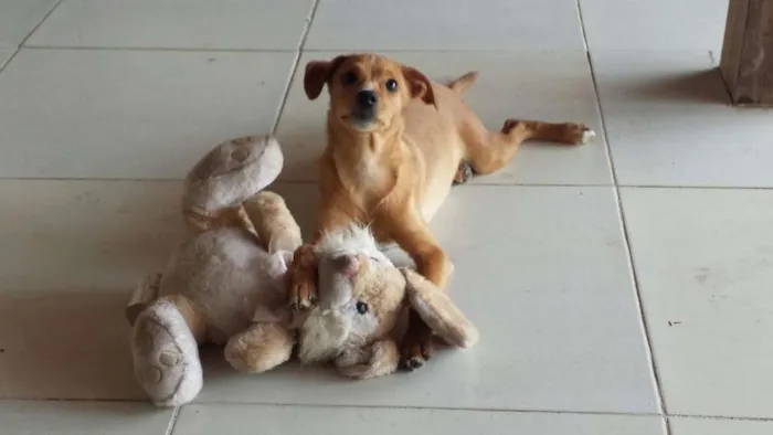 Cachorro ra a SRD idade 2 a 6 meses nome Sem nome