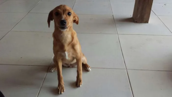 Cachorro ra a SRD idade 2 a 6 meses nome Sem nome