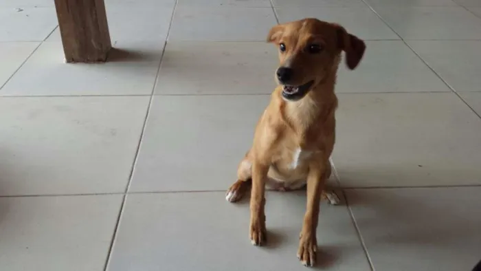 Cachorro ra a SRD idade 2 a 6 meses nome Sem nome