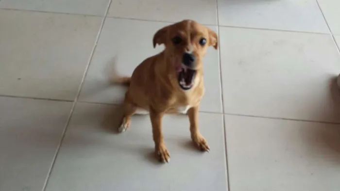 Cachorro ra a SRD idade 2 a 6 meses nome Sem nome