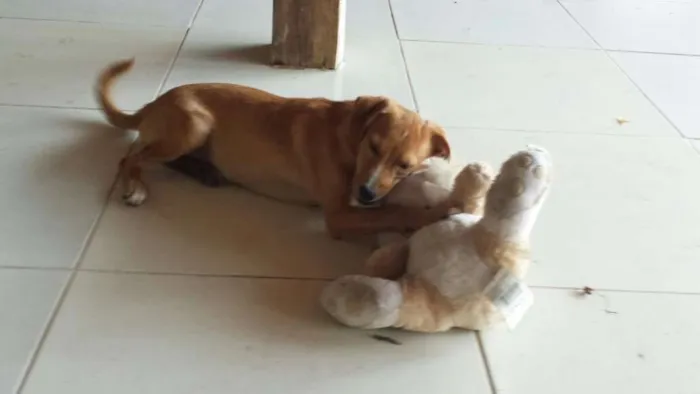 Cachorro ra a SRD idade 2 a 6 meses nome Sem nome