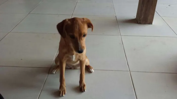 Cachorro ra a SRD idade 2 a 6 meses nome Sem nome