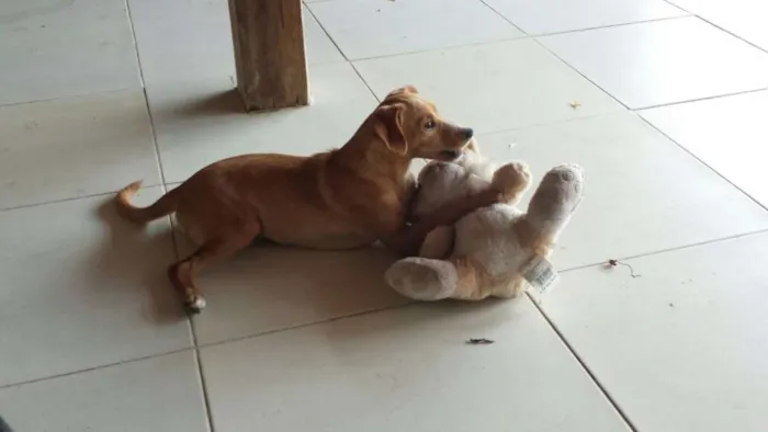 Cachorro ra a SRD idade 2 a 6 meses nome Sem nome
