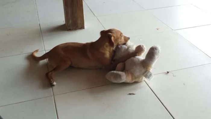 Cachorro ra a SRD idade 2 a 6 meses nome Sem nome