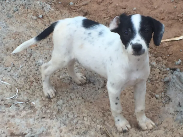 Cachorro ra a Vira lata idade 2 a 6 meses nome Tampinha