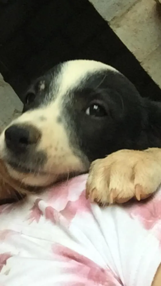 Cachorro ra a Vira lata idade 2 a 6 meses nome Tampinha