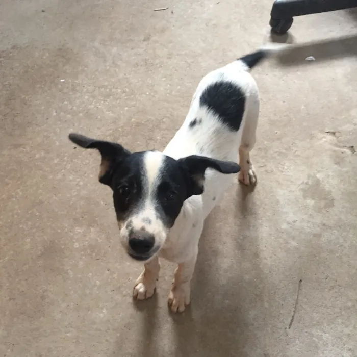Cachorro ra a Vira lata idade 2 a 6 meses nome Tampinha