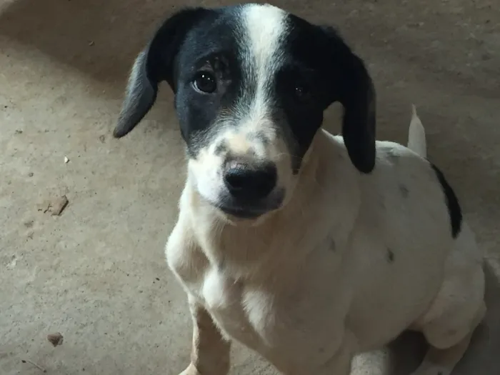 Cachorro ra a Vira lata idade 2 a 6 meses nome Tampinha