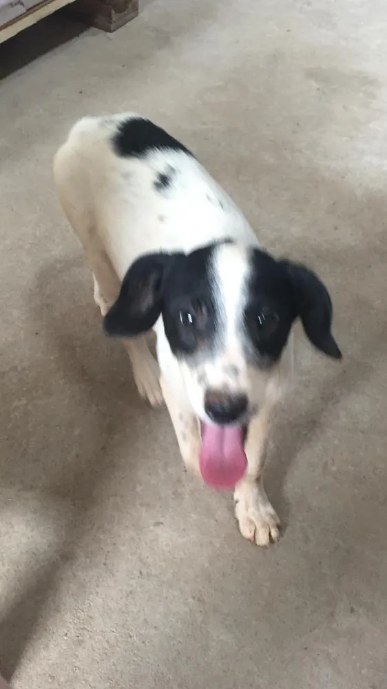 Cachorro ra a Vira lata idade 2 a 6 meses nome Tampinha
