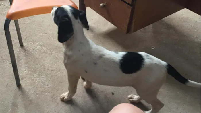 Cachorro ra a Vira lata idade 2 a 6 meses nome Tampinha
