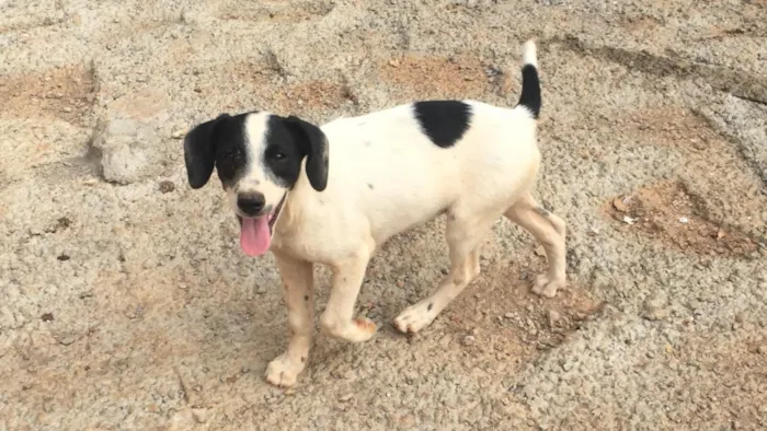 Cachorro ra a Vira lata idade 2 a 6 meses nome Tampinha