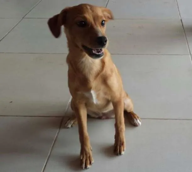 Cachorro ra a SRD idade 2 a 6 meses nome Sem nome
