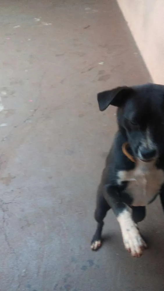 Cachorro raça nao definida idade 2 a 6 meses nome Bela