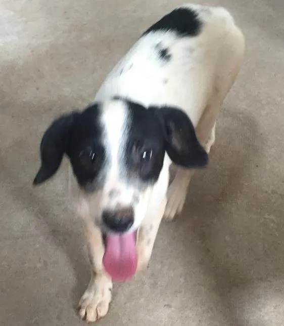 Cachorro ra a Vira lata idade 2 a 6 meses nome Tampinha