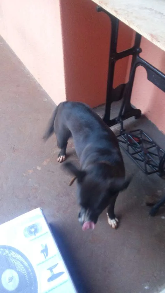 Cachorro raça nao definida idade 2 a 6 meses nome Bela