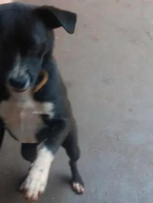 Cachorro raça nao definida idade 2 a 6 meses nome Bela