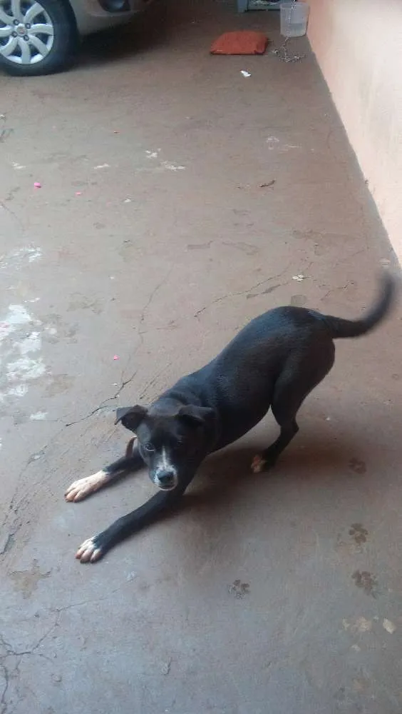 Cachorro raça nao definida idade 2 a 6 meses nome Bela